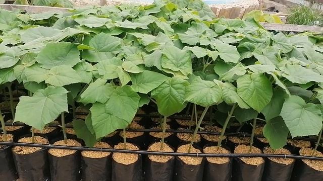 Павловния Шан Тонг. Очень плодотворный день. смотреть онлайн