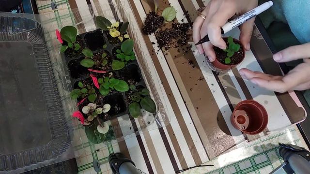 Трішки про діток мінісенполій, смотреть онлайн