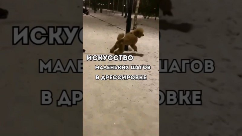ИСКУССТВО МАЛЕНЬКИХ ШАГОВ В ДРЕССИРОВКЕ#кинолог #собаки