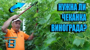 КАК И КОГДА ДЕЛАТЬ ЧЕКАНКУ ВИНОГРАДА? ВЛИЯНИЕ ЧЕКАНКИ ВИНОГРАДА НА ВЫЗРЕВАНИЕ ГРОЗДЕЙ И ЛОЗЫ