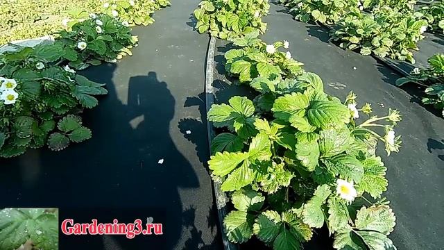 Капельный полив Установка системы капельного полива на клубнике смотреть онлайн