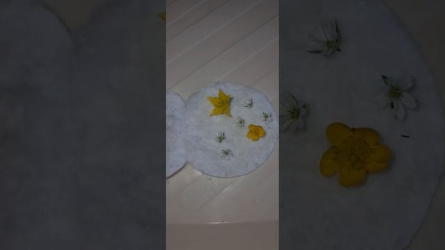 Гербарий из цветов,  как засушить цветы смотреть онлайн