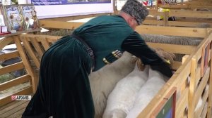 В Дагестане пройдет Международная выставка племенных овец и коз