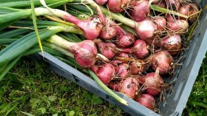 Новинка . Лук шалот из колекции Владимира Сузана