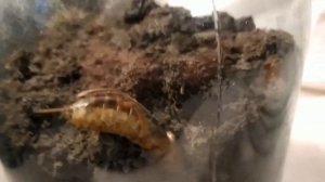 Посмотрите как лихо медведка закапывается в землю. Снял видео крыпным планом