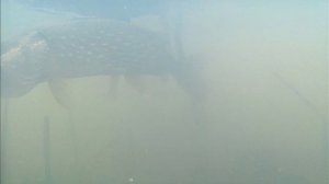 Щука на живца, а на щуку напала крупная щука. Подводная съёмка жерлицы и щуки.