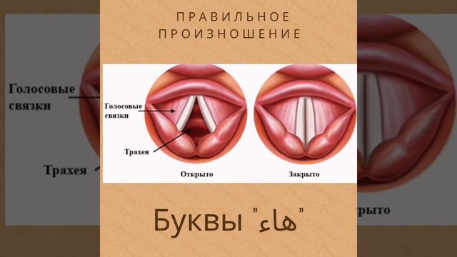 Махраджи букв арабского языка таблица