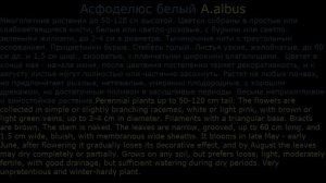 #Асперула #Астильбоидес #Асфоделюс Цветы садовые20 Декоративные растения