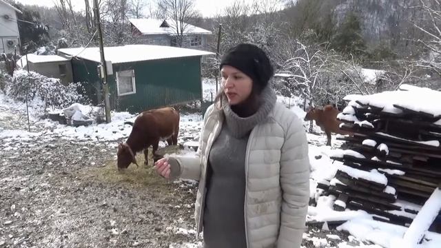 Мини корова гибрид мини зебу смотреть онлайн