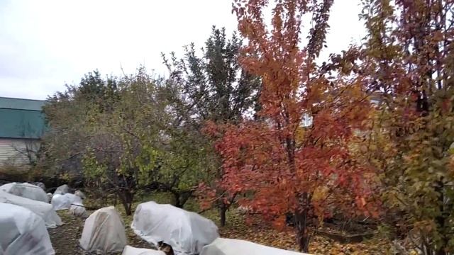 Важно! Что такое воздушно - сухое укрытие и не только. Спорный вопрос. Когда укрывать розы. смотреть онлайн