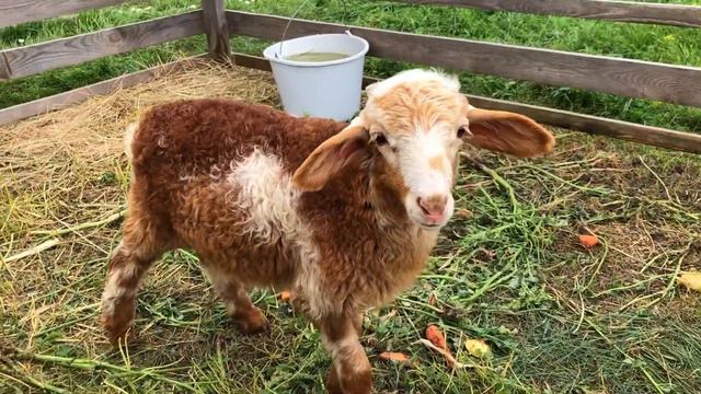 Место где можно Отдохнуть ДОСУГ ФОТОЗОНЫ ЖИВОТНЫЕ смотреть онлайн