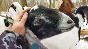 ПРОГУЛКА С КОЗАМИ В ЗИМНЕМ ЛЕСУ