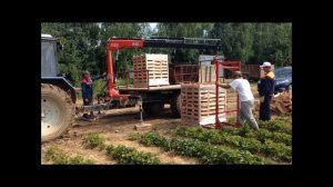 FASSI MICRO M30 на погрузке земляники