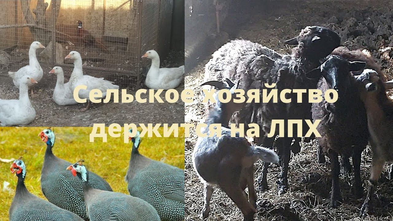 Как  надо разводить животных и птицу в каждом дворе что бы поднять сельское хозяйство
