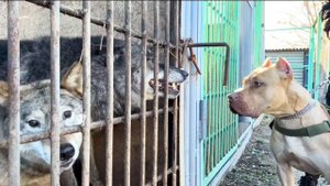 Лицом к Лицу! Питбуль Граф и Донецкий Волк