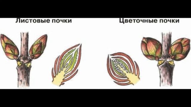 Лабораторная работа