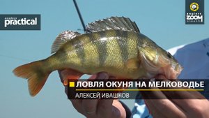 Ловля окуня на мелководье. Алексей Ивашков