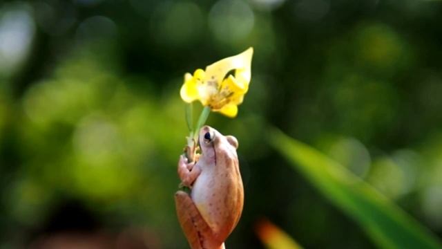 Ирисы красивые цветы Фото Музыка смотреть онлайн