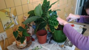 ?Как пересадить Калатею Зебрину?calathea+ Лайфхак: Как увлажнить воздух /Пересадка Калатеи Зебрины!