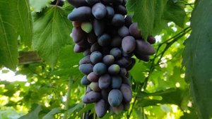 Виноград Алинка селекция Олейника на 05.08.21