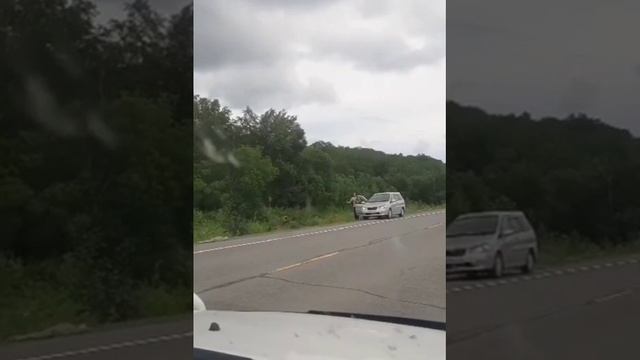 Опасный трюк с медведем. Проезжавший мимо водитель решил покормить медведя на трассе смотреть онлайн