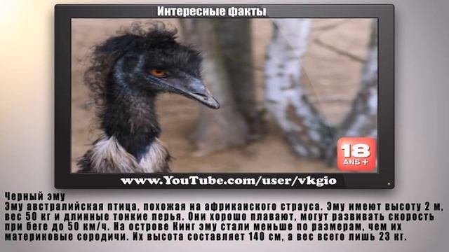 10  Карликовых животных   Интересные факты