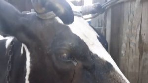 Что делать, если у коровы растёт неправильный рог? Помочь корове можно!