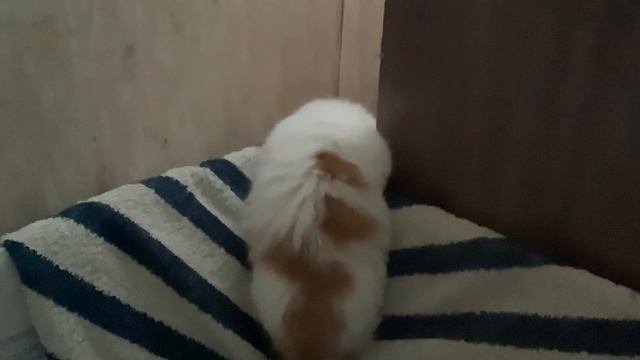 Котенок