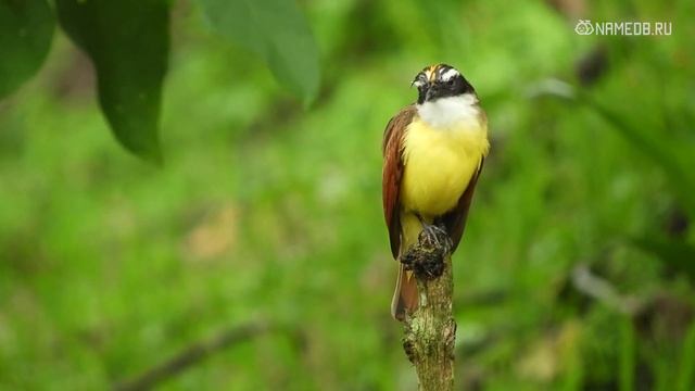 Гороскоп знака Зодиака Стрелец на 2022 год Тигра смотреть онлайн