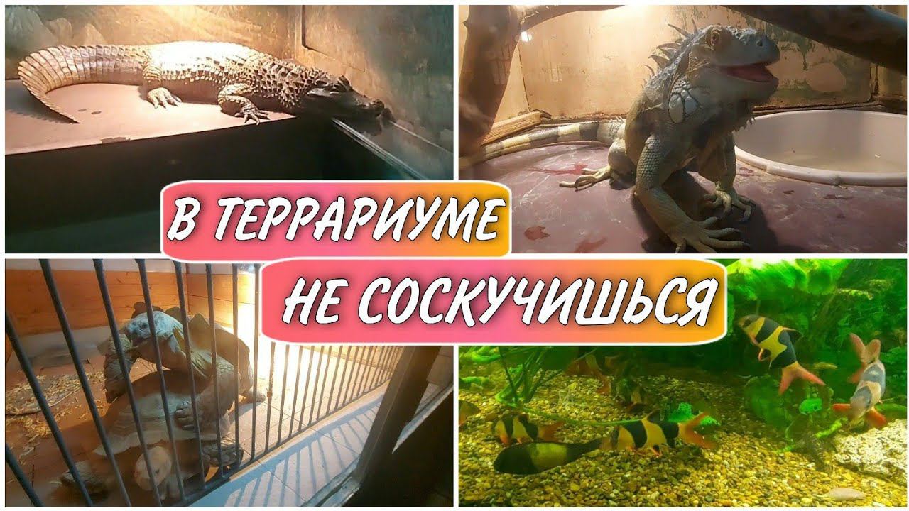Поход в Пермский АКВАТЕРРАРИУМ всей семьёй//Забавные черепахи//семейный канал//влог//моя семья