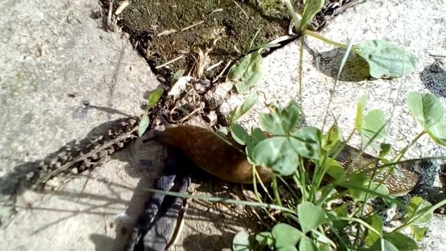 Большой слизень  улитка без ракушки