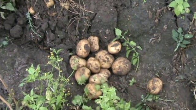 Сувенир черниговский, Роко, Курас, Гранада на нашей усадьбе