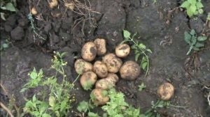 Сувенир черниговский, Роко, Курас, Гранада на нашей усадьбе