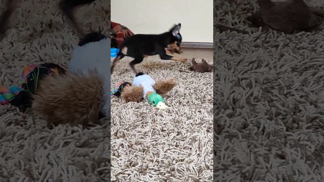 Пражский крысарик ?? ДР 16.03.23. Питомник пражских крысариков смотреть онлайн