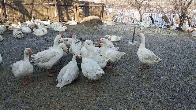 Сколько нужно гусачку гусочок ? смотреть онлайн