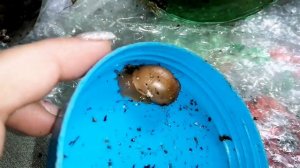 Распаковка улиток. Новые улитки. Взрослые улитки. Самые красивые улитки.