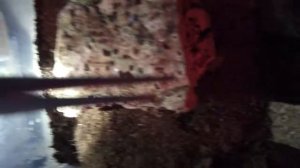 Tityus stigmurus colony