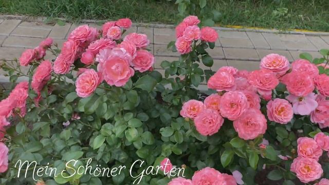 Самые красиво цветущие розы с названиями (Урал, 3 зона) смотреть онлайн