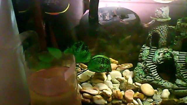 Какие рыбки лучше завести начинаюшим аквариумистом смотреть онлайн