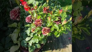 Abracadabra rose