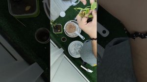 Фикус бонсай. Первые шаги для формирования бонсай. Черенок в сито.