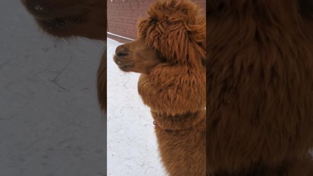 Альпака Карамелька #shorts