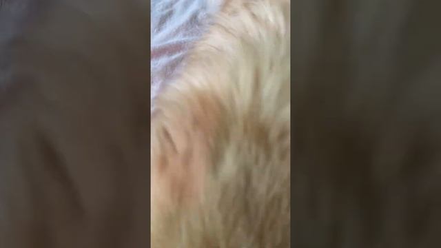 Щенок Тибетского спаниеля помет А смотреть онлайн