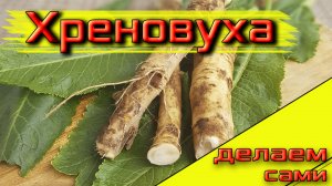 Готовим хреновуху дома. Простой рецепт хреновухи.