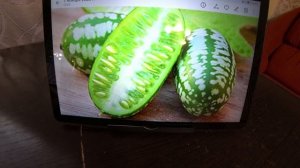 Экзотика в нашем саду. Мелотрия.