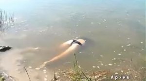 24 часа 9 08 14 Утонула 11 летняя девочка