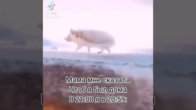 жиза??