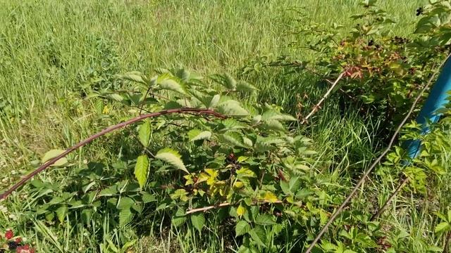 Ежевика, сорт Лох Тей смотреть онлайн