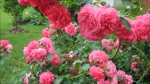 СДЕЛАЙТЕ ЭТО ОБЯЗАТЕЛЬНО: ЧТО НУЖНО ЗНАТЬ ОБ ОБРЕЗКЕ И УКРЫТИИ ПЛЕТИСТЫХ РОЗ. РАМБЛЕРЫ И КЛАЙМБЕРЫ