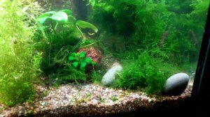 Планария в аквариуме ч1